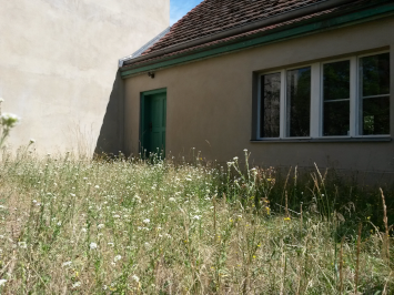 Hohe Wiese mit weißen Blüten vor kleinem Haus