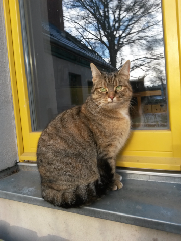 Katze vor einem großen Fenster in dem sich das Kolonistenhaus spiegelt